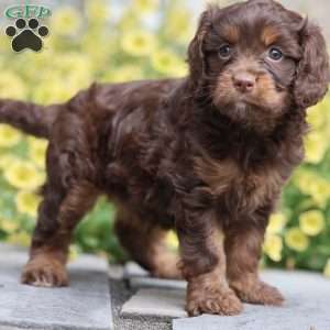 Bunny, Cavapoo Puppy